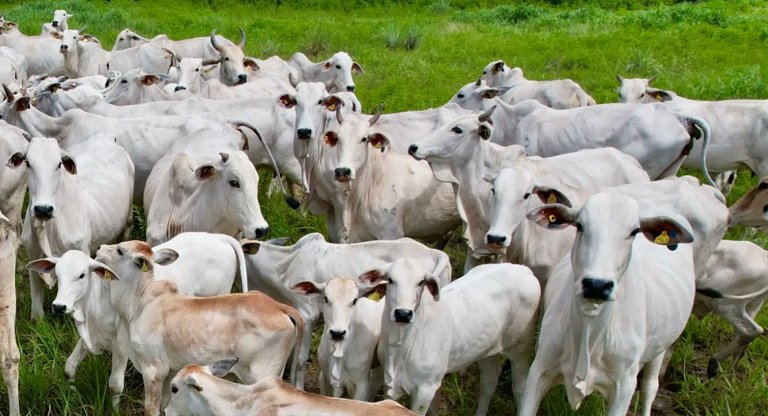 Entendendo o imposto sobre venda de gado – Jamp Brasil