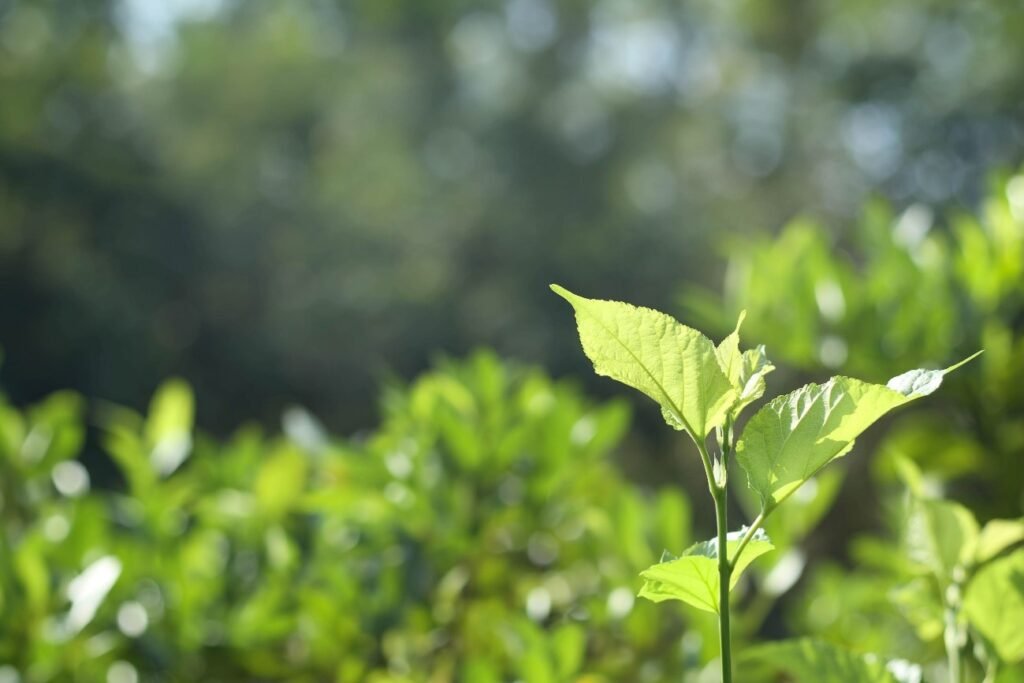 Jamp Brasil: sustentabilidade, qualidade e inovação no manejo florestal! 2 Manejo sustentável Jamp Brasil
