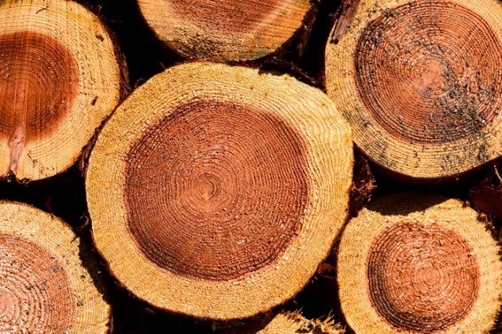 Certificações sustentáveis em diferentes tipos de madeira: entenda suas particularidades 2 Madeira certificada