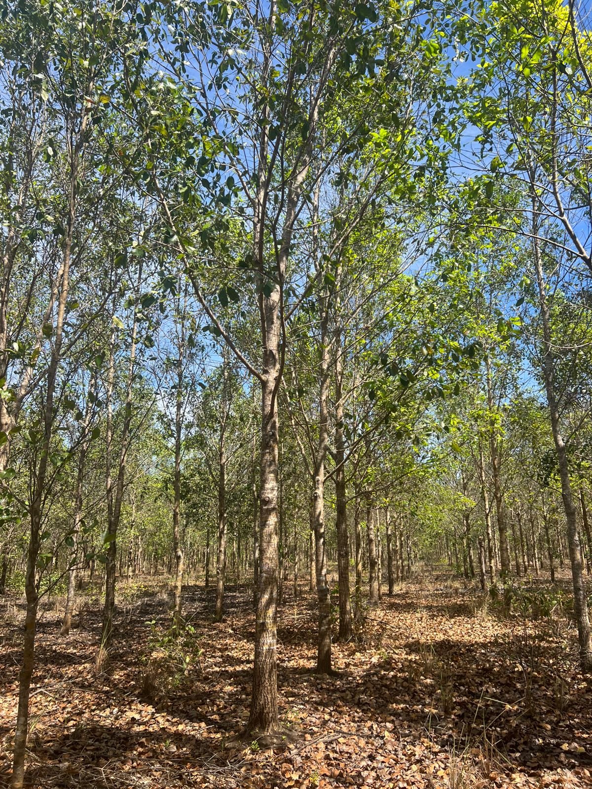 Manejo de florestas nativas e plantadas: quais as diferenças e a importância de cada um? 2 frorestas plantadas 1