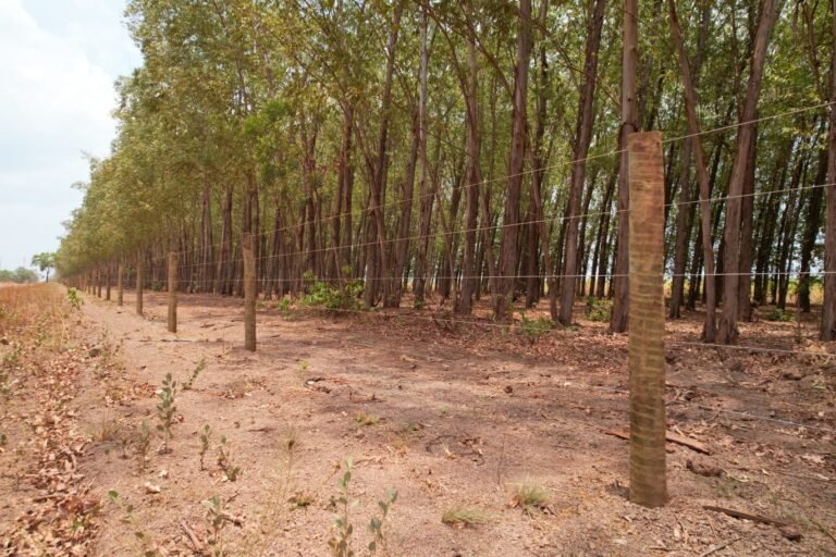 Manejo de florestas nativas e plantadas: quais as diferenças e a importância de cada um?