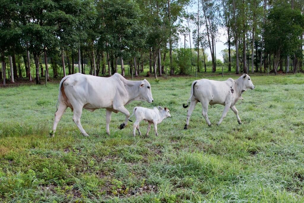 Pecuária 4.0: como ela vem mudando a produção de gado no país? 2 pecuaria quatro ponto zero 2