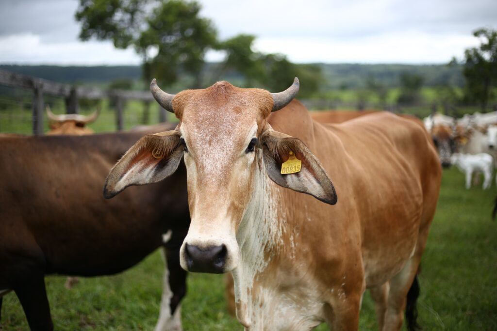 Como funciona a exportação de gado bovino no Brasil? 2 Exportação de gado bovino