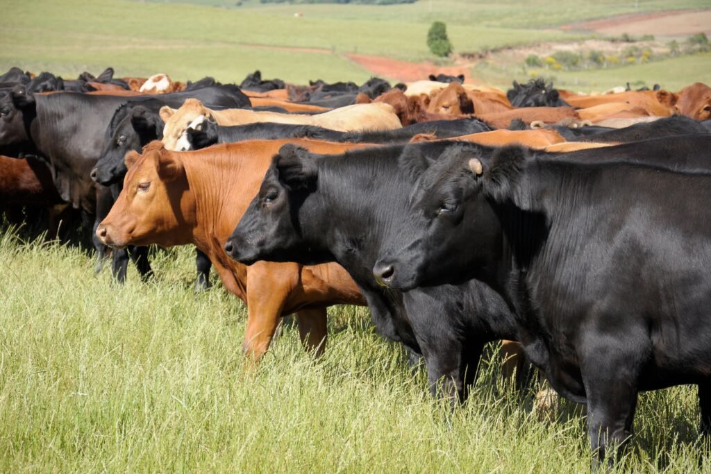 Saiba como criar gado de corte 2 Criação de gado de corte