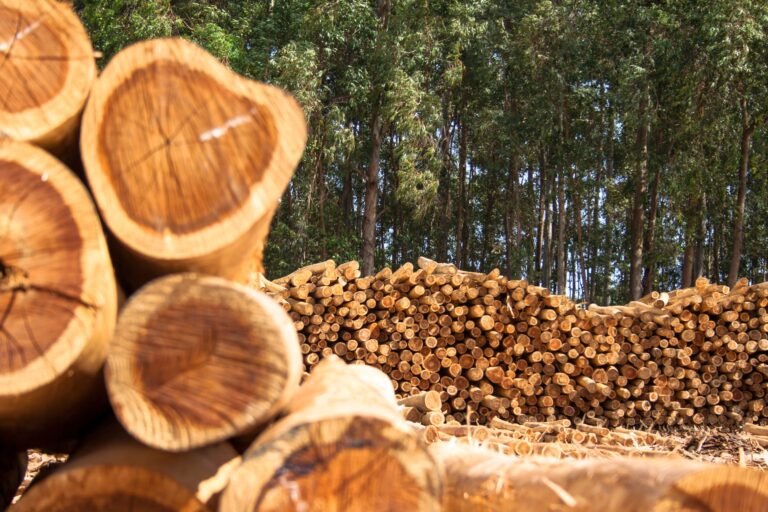 Como a lenha de eucalipto ajuda nas energias renováveis?
