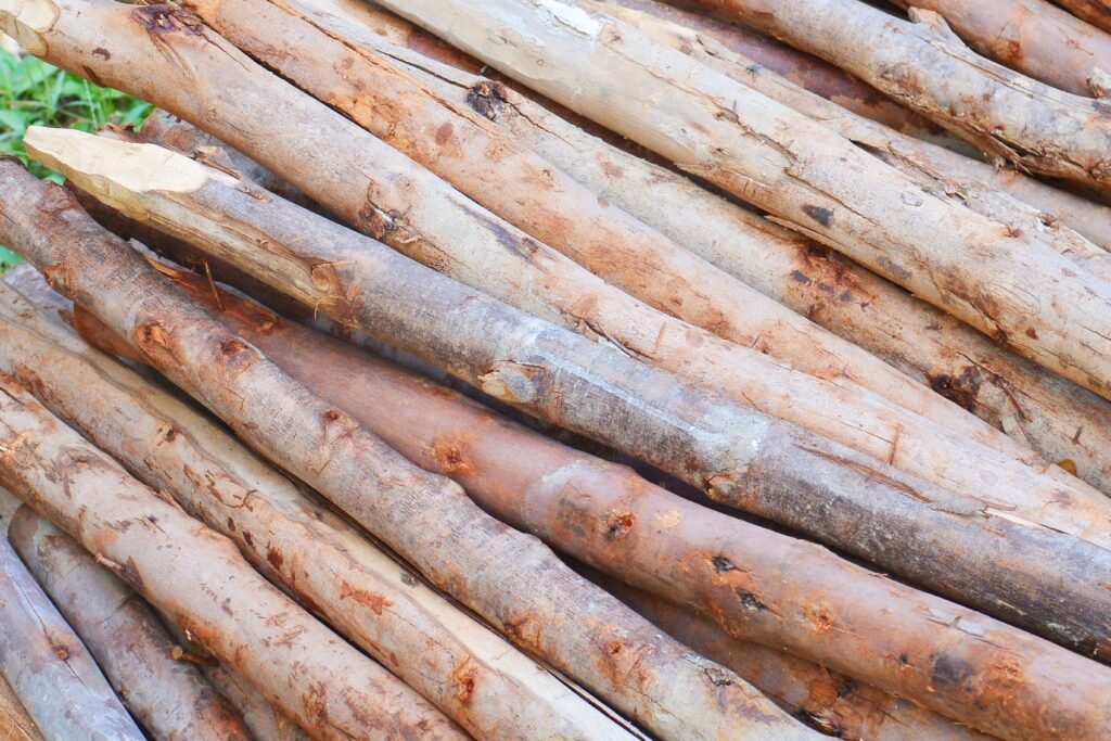 Como a lenha de eucalipto ajuda nas energias renováveis? 2 Lenha de eucalipto e energia renovável