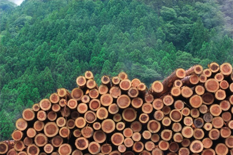 O que é madeira in natura e para que serve?