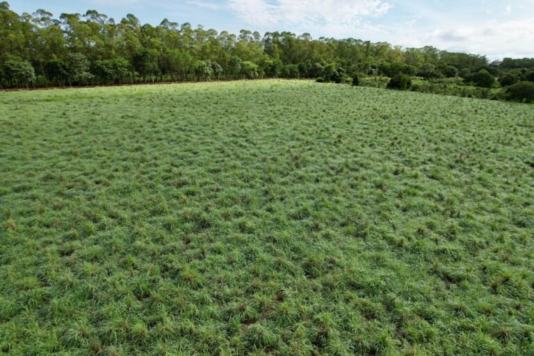 Integração Pecuária-Floresta: o manejo inteligente da JAMP Florestal para uma produção sustentável e de baixo carbono